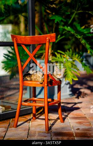 Lazy Tabby Cat genießt einen sonnigen Tag auf einer Terrasse Stockfoto