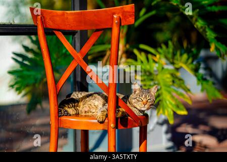 Lazy Tabby Cat genießt einen sonnigen Tag auf einer Terrasse Stockfoto