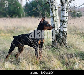 Deutscher Pinscher steht auf einem Herbstgrund Stockfoto