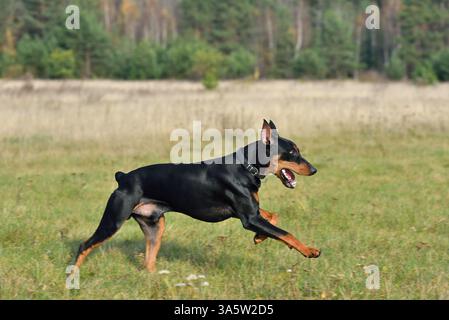 Der braunschwarze Deutsche Pinscher läuft auf einem grünen Feld Stockfoto