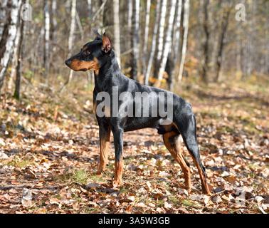 Schöner brauner und schwarzer deutscher Pinscher, der im Wald auf einem gelben Herbstgrund steht Stockfoto