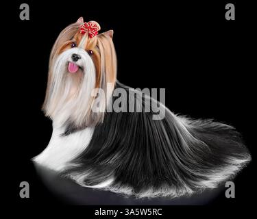 Entzückender Biewer Terrier Hund isoliert auf schwarzem Hintergrund Stockfoto