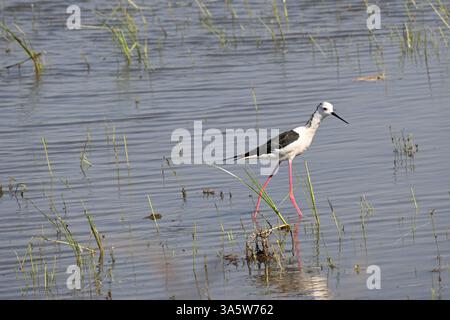 Ein schwarz geflügelter Stelzenvogel wird in den heiligen Gewässern eines Feuchtsees auf der Suche nach Nahrungssuche gesehen Stockfoto