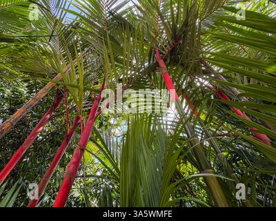 Lippenstift Palme mit roten Stämmen und grünen Blättern, von unten geschossen. Diese tropische Baumart ist in Südostasien, einschließlich Singapur, beheimatet. Stockfoto