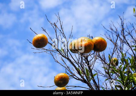 Reife Orangen hängen an einem sonnigen Tag an Ästen vor einem leuchtend blauen Himmel. Stockfoto