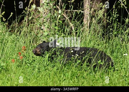 Ein Schwarzbär traf sich am Straßenrand in der Nähe von McBride, Alberta, Kanada. Stockfoto