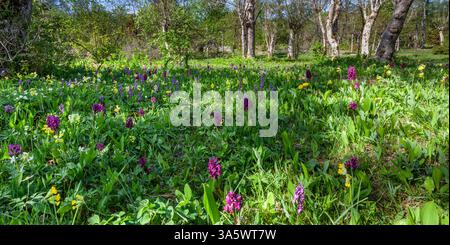 Üppige Blumenwiese mit Orchideen und Kerzen Stockfoto