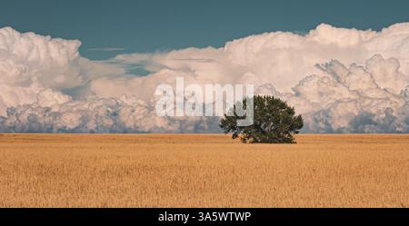Ein einzelner Baum steht hoch in einer weitläufigen Prärie, umgeben von goldenem Gras und einer Kulisse aus hoch aufragenden Cumuluswolken unter einem weichen blauen Himmel. Stockfoto