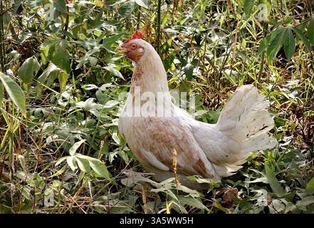 Ein weißes Huhn, das sich um Sträucher und Gräser in einer Ortschaft der Provinz Cebu auf den Philippinen kümmert. Stockfoto