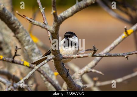 Schwarzkappen auf Apfelbaumzweig Stockfoto