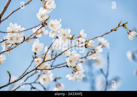 Kirschblüten in Washington DC | WASHINGTON DC, Vereinigte Staaten — Weiße Yoshino-Kirschblüten gruppieren sich entlang eines Astes in der Nähe des Tidal Basin, die Blüten, die dem National Cherry Blossom Festival seinen Namen geben. Yoshino, oder Prunus x yedoensis, macht etwa 70 Prozent der Kirschblütensammlung des National Park Service aus und stammt von einem Geschenk von Bäumen aus Tokio aus dem Jahr 1912 ab. Stockfoto