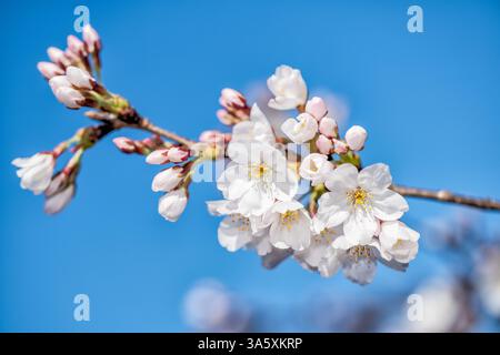 WASHINGTON DC – Eine Nahaufnahme zeigt Yoshino-Kirschblüten und Knospen auf einem Zweig vor einem klaren blauen Himmel entlang des Tidal Basin. Die blühenden Bäume, ein Geschenk aus Japan im Jahr 1912, stehen im Mittelpunkt des jährlichen National Cherry Blossom Festival. Stockfoto
