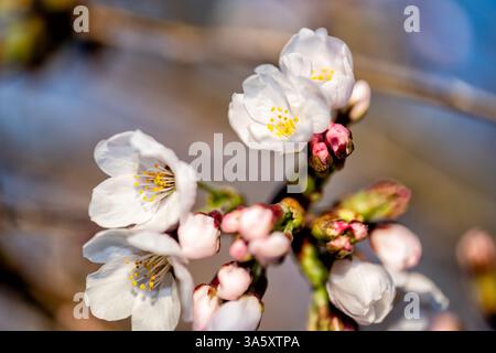 Kirschblüten in Washington DC | WASHINGTON D.C., Vereinigte Staaten — Yoshino-Kirschblüten und rosa Knospen drängen sich an einem Ast entlang des Tidal Basin, rückseitig beleuchtet vor einem weichen, unscharfen Hintergrund. Zum ersten Mal gepflanzt aus einem Geschenk von 3.020 Bäumen aus Tokio aus dem Jahr 1912, markieren diese Blüten den Beginn des jährlichen National Cherry Blossom Festivals jeden Frühling in der Hauptstadt. Stockfoto