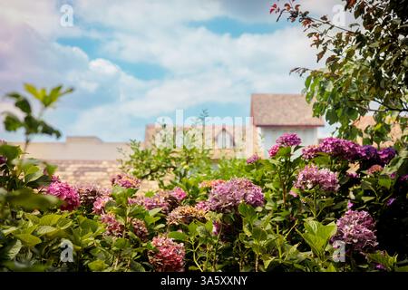 Bezaubernder Blick auf den Garten mit leuchtend rosa Hortensien in voller Blüte, umgeben von üppigem Grün und traditionellen Dächern unter einem hellblauen Himmel. Perfekt für Stockfoto