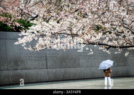 WASHINGTON DC – die Kirschblüten von Yoshino blühen im Regen in der Nähe des Martin Luther King Jr. Gedenkstätte entlang des Gezeitenbeckens. Die im Hintergrund sichtbare Granit-Inschrift Wall zeigt 14 Zitate von Dr. King. Diese blühenden Bäume waren Teil eines Geschenks an die Stadt aus Japan im Jahr 1912. Stockfoto