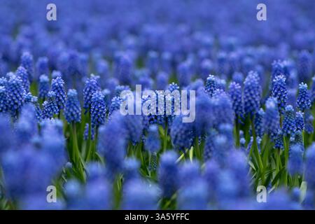 Blauer Muscari-Federteppich Keukenhof, Holland-Hintergrund Stockfoto