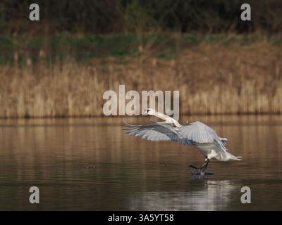 Stummer Schwan für Erwachsene, der an einem lokalen Reservoir in Warrington landet. Stockfoto