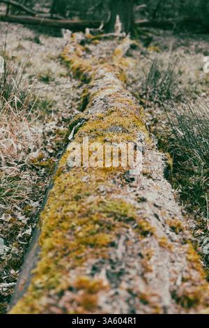 Moos wächst auf toten umgestürzten Bäumen in einem Wald Stockfoto