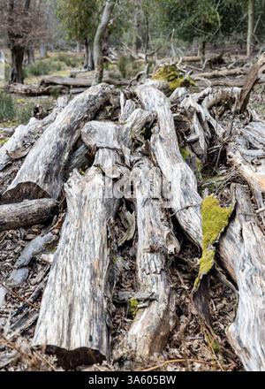 Ein Holzhaufen von Fällen liegt auf einem Waldboden Stockfoto