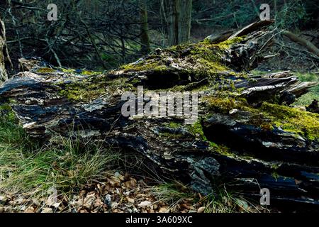 Moos wächst auf toten umgestürzten Bäumen in einem Wald Stockfoto