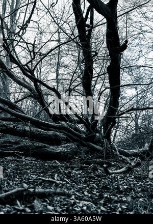 Die Zweige eines umgefallenen Baumes in einem alten englischen Wald sehen bedrohlich aus Stockfoto