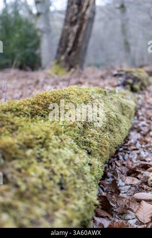 Moos wächst auf toten umgestürzten Bäumen in einem Wald Stockfoto