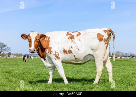 Milchkuh, Seitenansicht, durchgehend rot und weiß, steht in einem grünen Feld und blauem Himmel Stockfoto