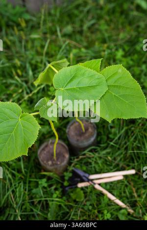 Junge Paulownia-Setzlinge, sorgfältig in Töpfen gepflanzt, gedeihen inmitten von üppigem grünem Gras und zeigen lebendiges neues Wachstum. Stockfoto