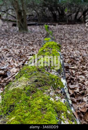 Moos wächst auf toten umgestürzten Bäumen in einem Wald Stockfoto