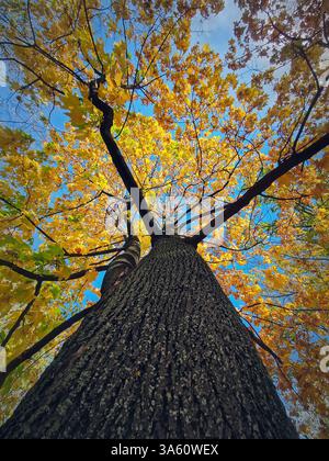 Blick unter einer Ahornbaumkrone mit wunderschönen gelben Blättern. Saisonale Herbstszene Stockfoto