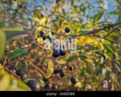 Schwarze Beeren in wilden Farben des Privet. Großaufnahme Ligustrum vulgare giftige Buschfrüchte Stockfoto