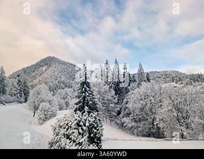 Ruhige Winterlandschaft am Morgen mit schneebedeckten Tannen auf den Hügeln. Ruhige und malerische Szene, die die saisonale Schönheit der Natur in unterstreicht Stockfoto