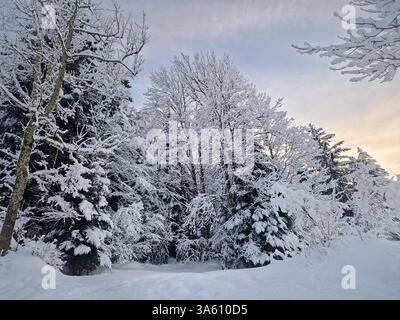 Friedliche Winterlandschaft mit schneebedeckten Bäumen unter dem Morgenhimmel, gebadet in einem warmen Sonnenaufgang. Ruhige und malerische Szene, die saisonal ausstrahlt Stockfoto