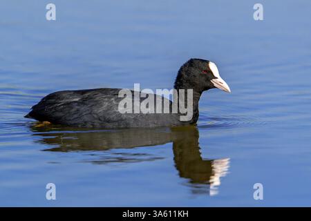 Eurasischer Huhn / gemeiner Huhn (Fulica atra) Schwimmen im See / Teich Stockfoto