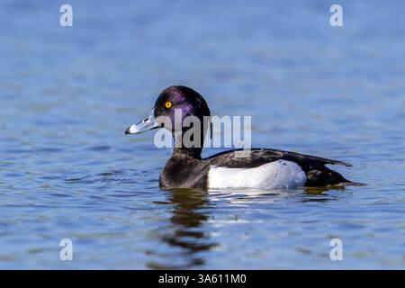 Getuftete Ente / getuftete Pochard (Aythya fuligula / Anas fuligula) erwachsener Mann schwimmt im See / Teich im späten Winter / frühen Frühling Stockfoto