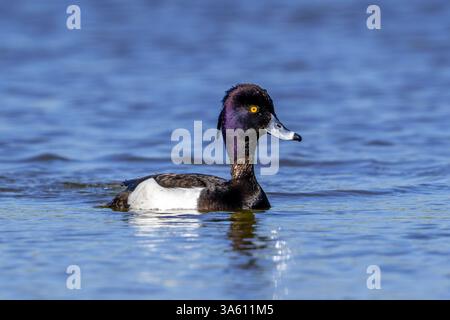 Getuftete Ente / getuftete Pochard (Aythya fuligula / Anas fuligula) erwachsener Mann schwimmt im See / Teich im späten Winter / frühen Frühling Stockfoto