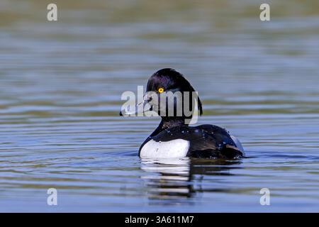 Getuftete Ente / getuftete Pochard (Aythya fuligula / Anas fuligula) erwachsener Mann schwimmt im See / Teich im späten Winter / frühen Frühling Stockfoto