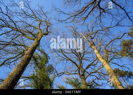 Gemeine Eiche / Stieleiche / Englische Eiche (Quercus robur) Baumstämme bedeckt mit kriechendem gemeinen Efeu / Europäischer Efeu (Hedera helix) im Frühjahr Stockfoto