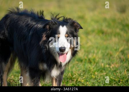 Border Collie Hund draußen bei Frühlingssonne. Stockfoto
