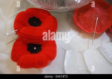 3. November 2014 - Edmonton, ab, Kanada - Poppies werden als Mitglieder der Cosmopolitan Music Society Probe für das 25. Jährliche Lest We Forgetâ€¦ Ein musikalisches Tribute-Konzert im Old Strathcona Performing Arts Centre in Edmonton, Alta, am Montag, 3. November 2014 gesehen. Das von der Royal Canadian Legion präsentierte Konzert findet am 8. November um 19:30 Uhr im Winspear Centre von Edmonton statt. Zu den Gästen gehören Captain Patrice Arsenault, Louise Dawson-MacLean, die Viscount Park Pipe Band, die Canadian Forces Cenotaph Party, die Canadian Legion Colour Party und der emcee Jâ Lyn Nye. Ian Kucerak/Edmonton Sun/QMI Agency Stockfoto