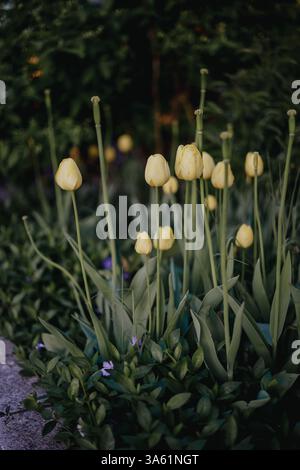 Eine atemberaubende Aufnahme eines Tulpenfeldes in voller Blüte mit verschiedenen Farben wie Rosa, Lila, Gelb und Rot gegen üppiges grünes Laub und ein helles Blau Stockfoto