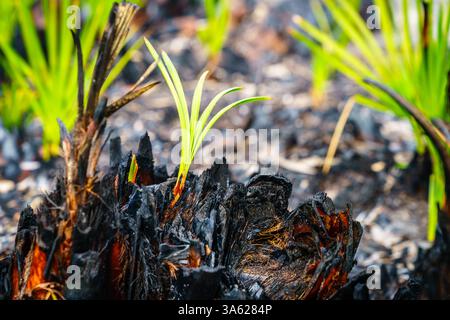 An einem Waldbrand im Südwesten Floridas entsteht neues Leben Stockfoto
