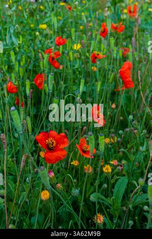 Leuchtender Roter Maismohn blüht auf einer üppigen Sommerwiese Stockfoto