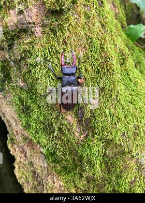 Hirschkäfer-Krabbeln, moosbedeckte Baumrinde, üppiger Wald. Nahaufnahme, glänzendes Exoskelett, große Unterkiefer, natürliche Tarnung, Tierwelt. Stockfoto