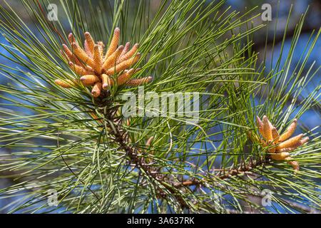 Männliche Pollenzapfen auf einer Kiefer in Phenix City, Alabama. (USA) Stockfoto