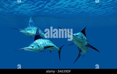 Der Blaue Marlin ist ein beliebter Fisch von Sportanglern und einer der größten Raubtiere des Atlantiks. Stockfoto