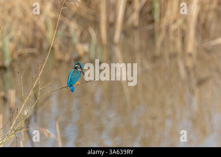 Der männliche Eisvogel (Alcedo atthis) stand auf einem Zweig Willington, Derbyshire Stockfoto