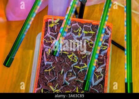Tomatensämlinge, die in Stoffkeimlingzellen unter mehrfarbigen LED wachsen, wachsen Lichter auf Holzboden. Schweden. Stockfoto