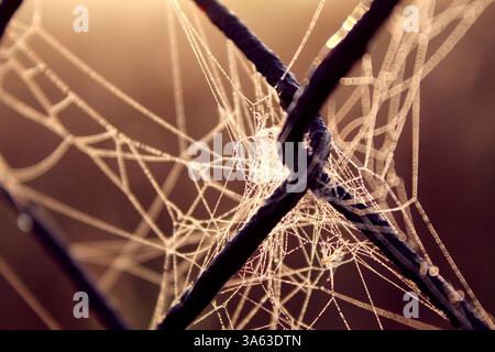 Spinnennetz auf einem Zaun, Hintergrundtapete am Frühsommermorgen Stockfoto