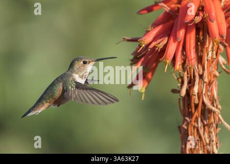 Anna's Kolibri, Calypte anna, alleinerziehender Erwachsener, der an der tropischen Blume schwebt, Long Beach, Kalifornien, USA Stockfoto